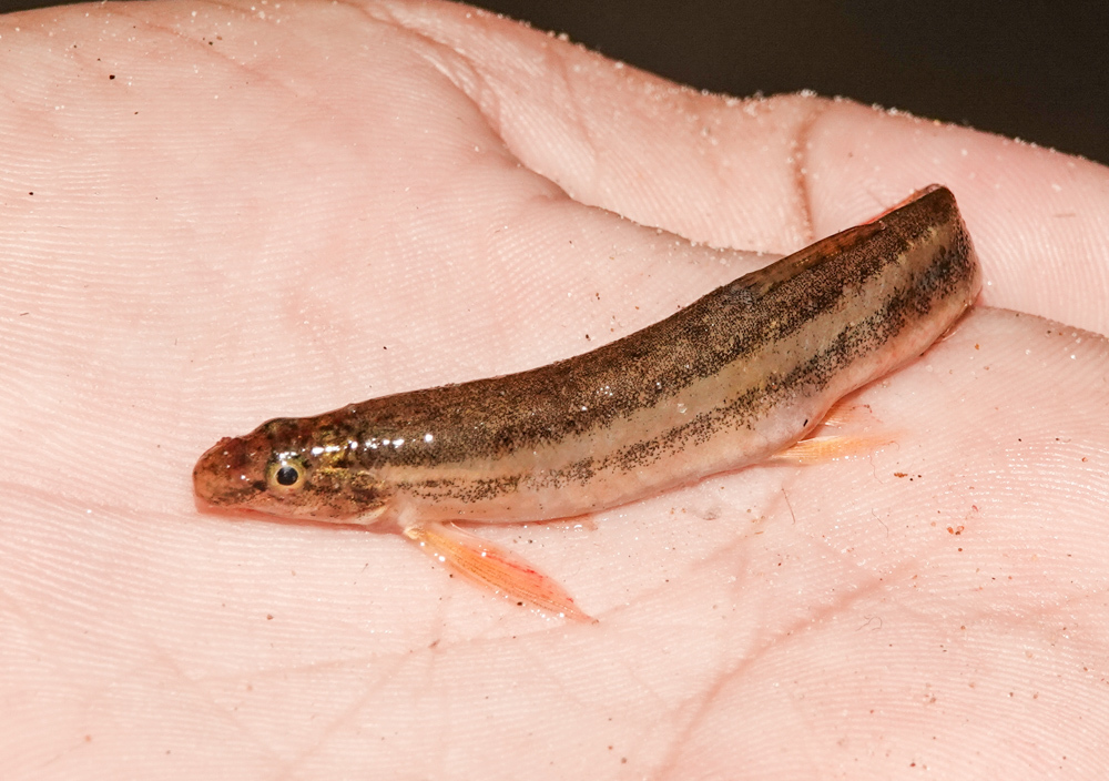 Guntea loach (Lepidocephalichthys guntea) — Cobitidae