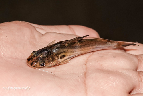 Mystus tengara