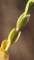 Spiked Centaury