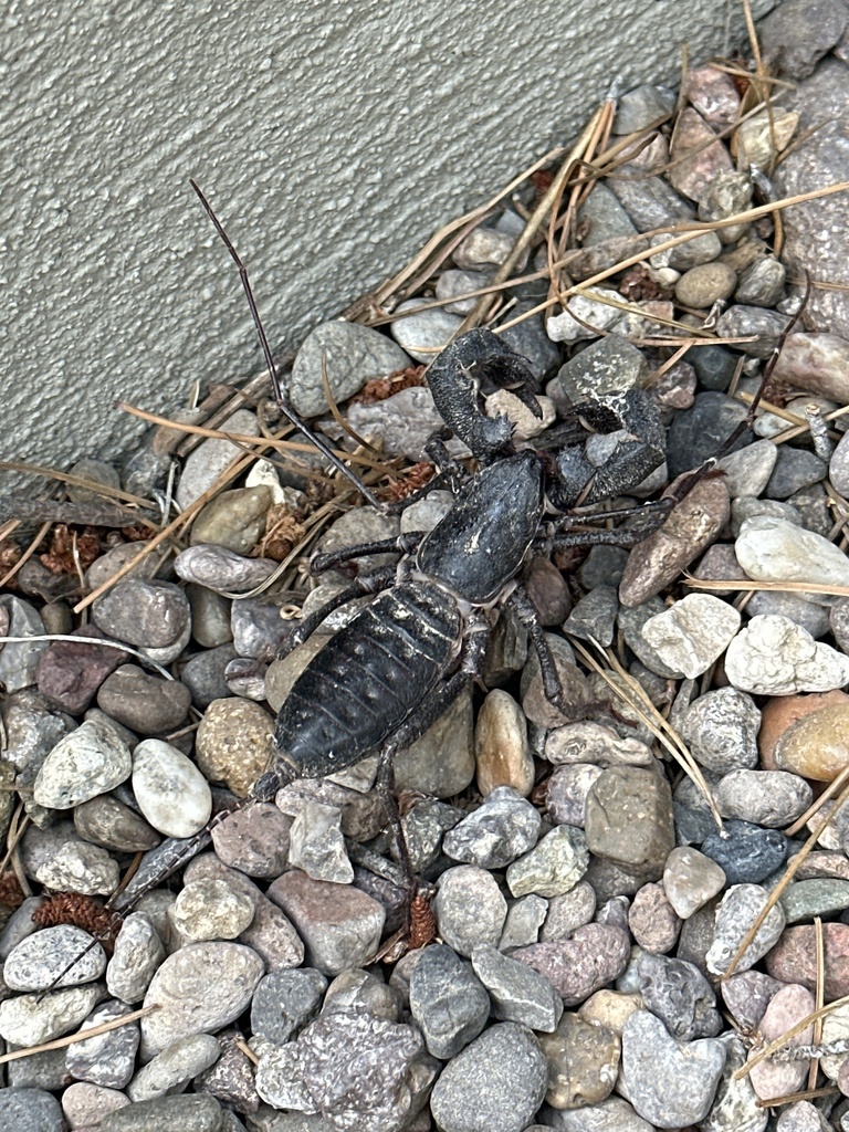 Giant Vinegaroon from Los Jardines Cir, El Paso, TX, US on July 13, 2023 at 0927 AM by