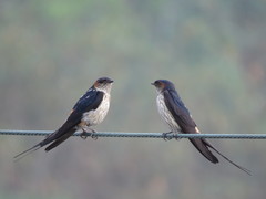 Cecropis striolata