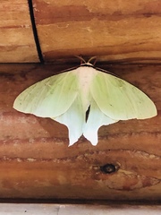 Actias gnoma