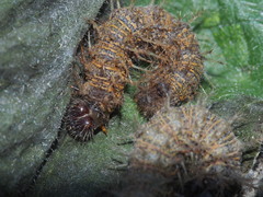 Symbrenthia lilaea formosanus