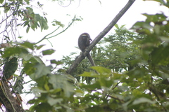 Plecturocebus ornatus