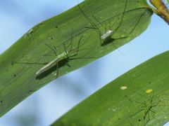Mecistoscelis scirtetoides