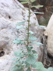 Forsskaolea tenacissima