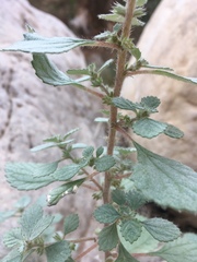 Forsskaolea tenacissima