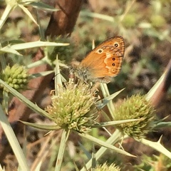 Coenonympha corinna