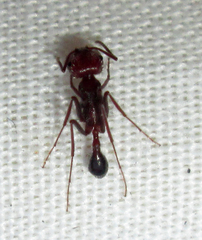 Ocymyrmex barbiger