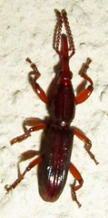 Brentinae