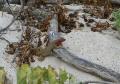 Microlophus delanonis