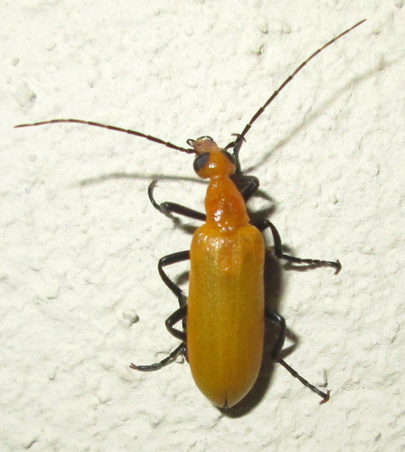 Zonitoschema atrimembris · iNaturalist