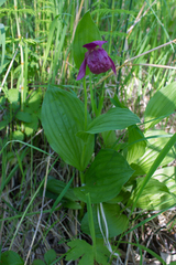 Cypripedium macranthos
