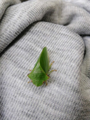 Tituria planata