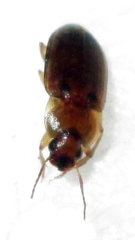 Siopelus pallidior