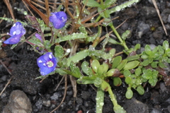 Veronica fruticans