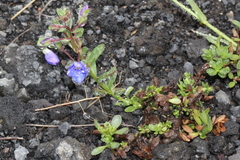 Veronica fruticans