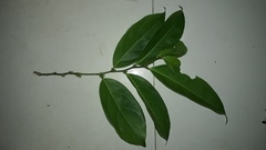 Lacistema aggregatum