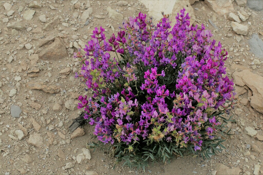 bessey-s-locoweed-from-moffat-county-co-usa-on-june-17-2023-at-04-37