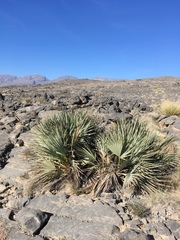 Nannorrhops ritchiana