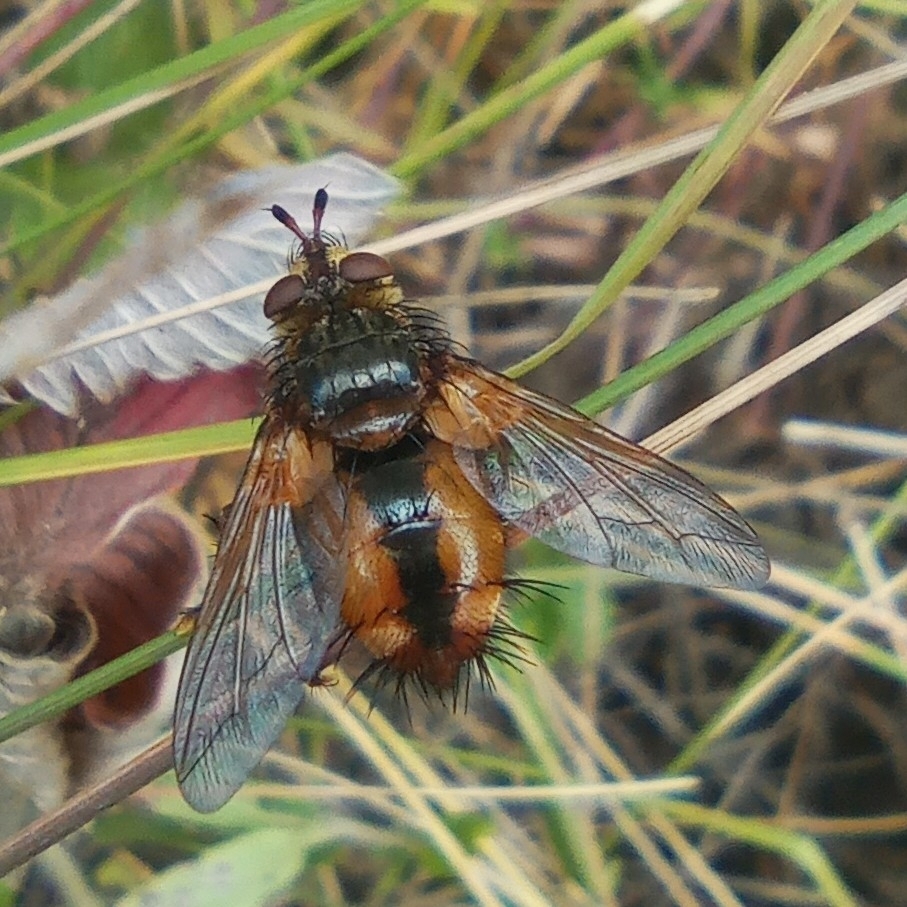 Tachina fera from Давыдовка on July 13, 2023 at 03:33 PM by Damian ...