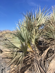 Nannorrhops ritchiana