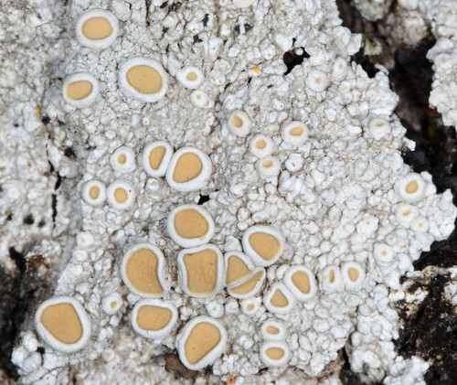 Representative image of Ochrolechiaceae