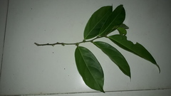 Lacistema aggregatum