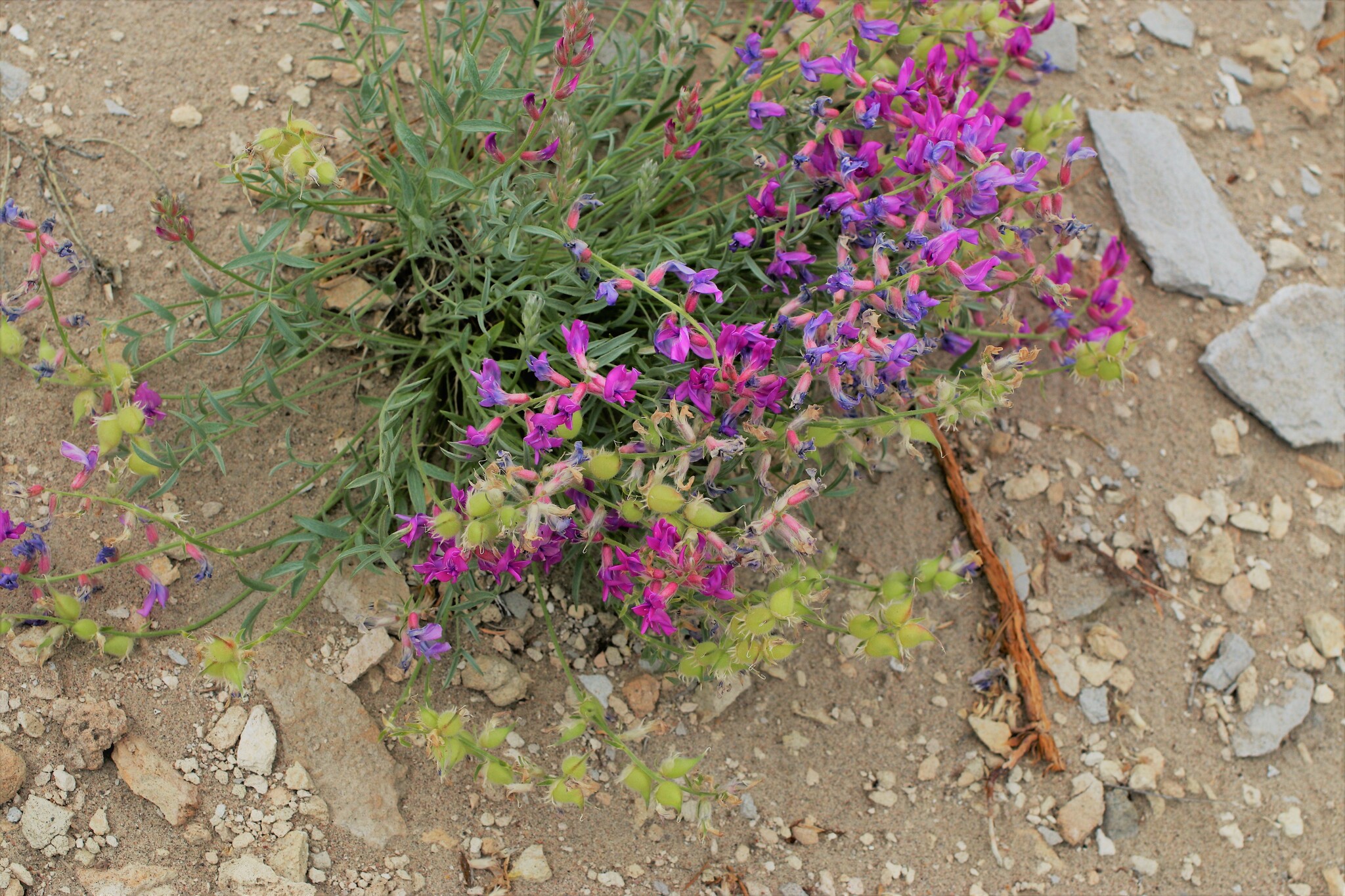 Oxytropis besseyi var. obnapiformis