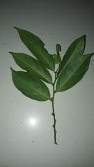 Lacistema aggregatum