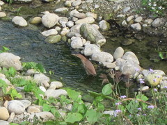 Ixobrychus cinnamomeus