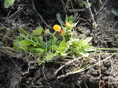 Pulicaria scabra