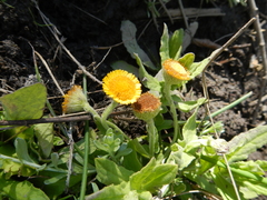 Pulicaria scabra