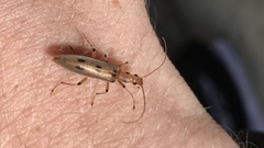 Parisopalpus nigronotatus