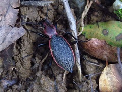 Carabus nankotaizanus