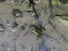 Pelophylax fukienensis