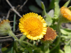 Pulicaria scabra