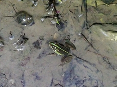 Pelophylax fukienensis