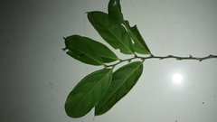 Lacistema aggregatum