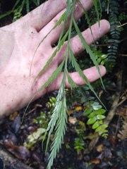 Asplenium flaccidum flaccidum