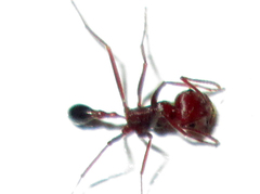 Ocymyrmex barbiger