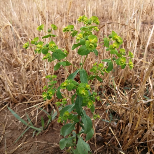 mliečnik širokolistý (Euphorbia platyphyllos)