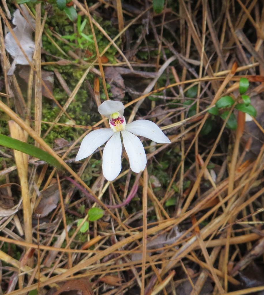 Caladenia lyallii