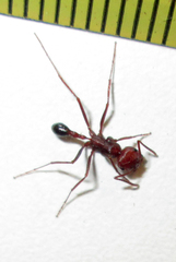 Ocymyrmex barbiger