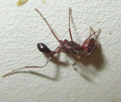 Ocymyrmex barbiger