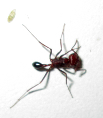 Ocymyrmex barbiger
