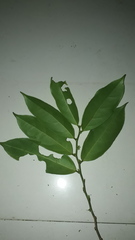 Lacistema aggregatum