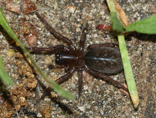 género Inermocoelotes · iNaturalist Ecuador