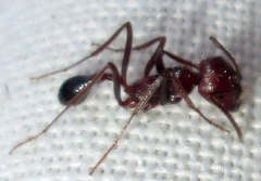 Ocymyrmex barbiger