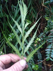 Asplenium flaccidum flaccidum